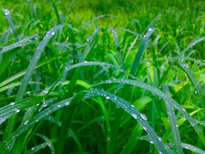 清晨微雨