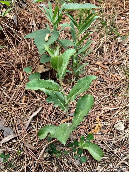 多年不见的苍术(读烛音),还是那么扎手.