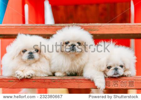 three white puppies pekingese pekinese peke whelps puppy dog