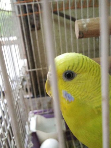 我家鹦鹉的眼睛红了