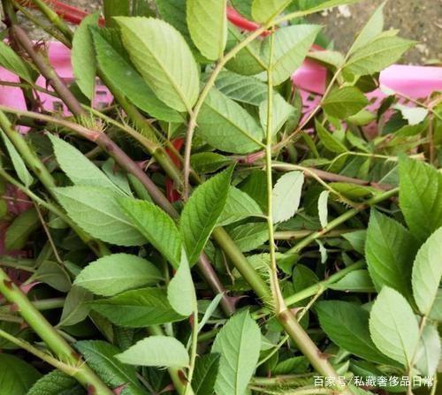 槐花,长苔,鸡腿根,老鸡袋……儿时吃