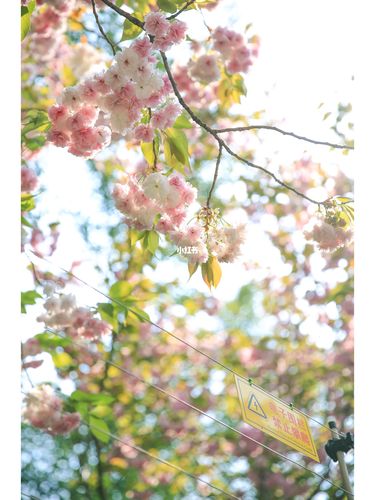 春眠不觉晓