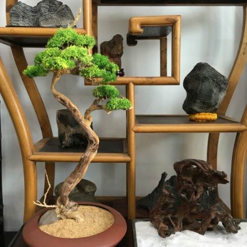 崖柏盆景,枯木盆景清供创意艺术小品,本月特价