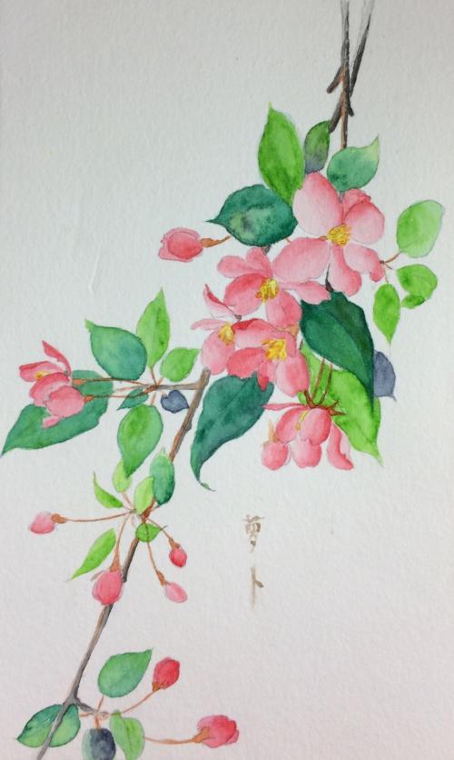 海棠花彩铅简笔画