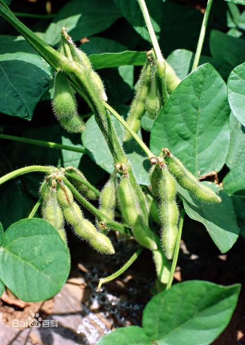 黑豆要泡一泡才能种吗