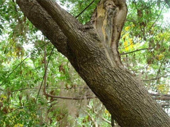 同是被称为檀木的树木质细密有香味在农村却当锄头柄用