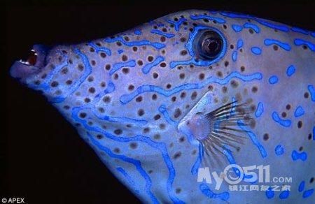 "世界十大最毒动物"有图.