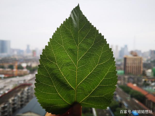 终于采摘到的新鲜可口的桑叶,看着都舒服,小宝宝们有口福了.