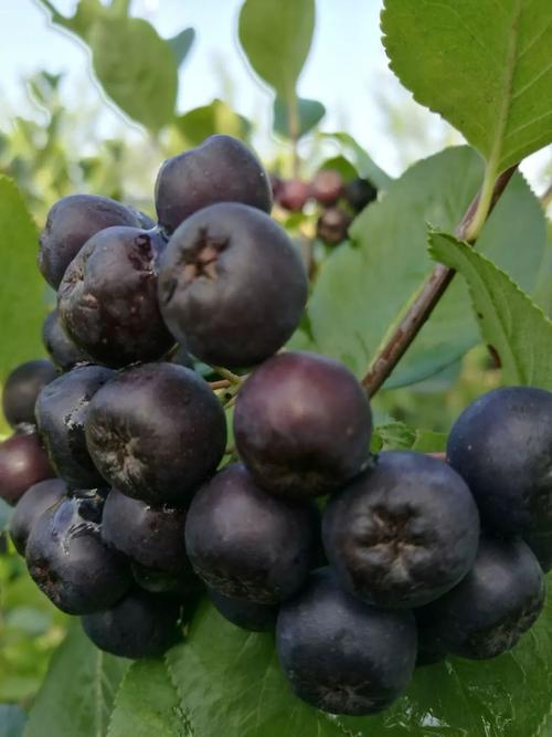 大自然带给人类的神果——美国黑果腺肋花楸(不老梅)