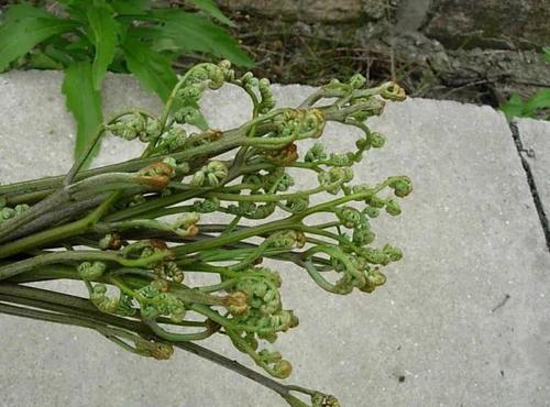3地皮菜雨后长在草丛或沟边青苔石板上,口感像黑木耳.