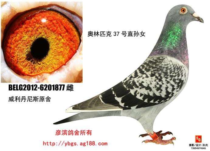 威力丹尼斯