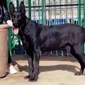 活体黑狼犬幼犬纯黑色军犬警犬中华墨界黑狼犬看家狼狗贴身短毛