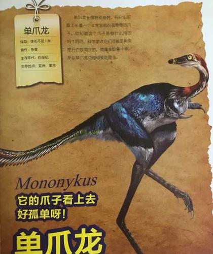 单爪龙的头部小,牙齿小而尖,显示