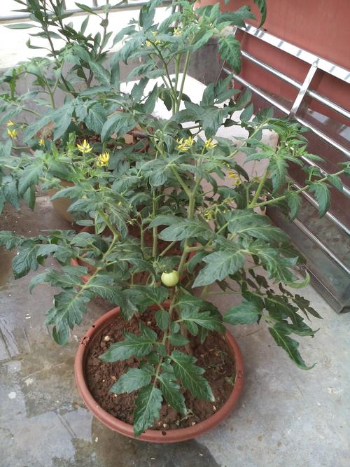           在阳台上养的西红柿.