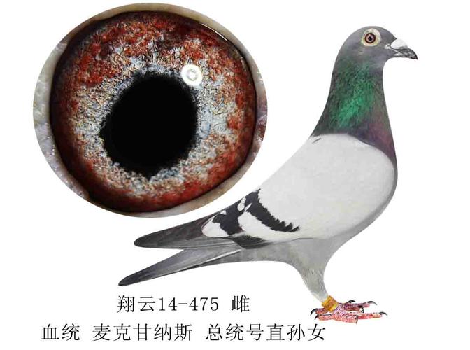 甘纳斯总统号直孙女 保证金级 拍卖