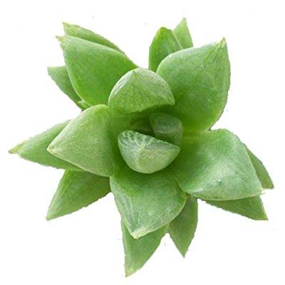 雨后花语 迷你多肉植物 透明宝草 好看好养 带盆和土 d6cm
