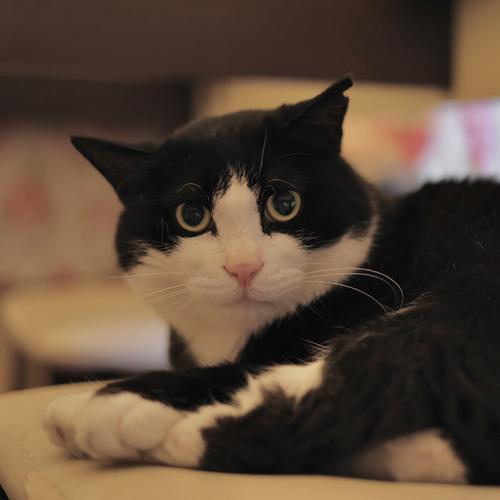 中华奶牛猫英俊潇洒帅小伙
