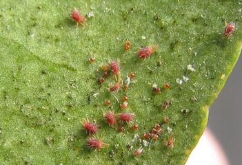 一旦发现其为害时,往往花卉受害已是 最安全的红蜘蛛杀灭绿色办法