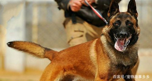 马里努阿犬的基本信息,你了解过吗?