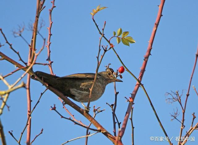 关于画眉鸟生鸟驯服的两个技巧