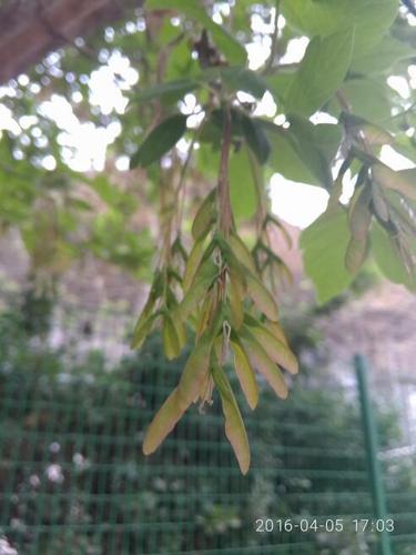 这个树叫什么名字,开的花好有特色,这是花丝还是什么