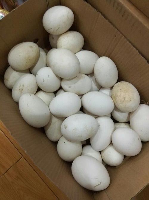 这样才能让宝宝的发育状态更好一点,而鹅蛋中的卵磷脂含量非常高,这个