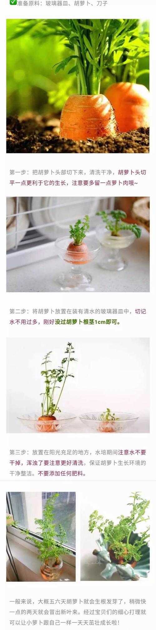 种胡萝卜