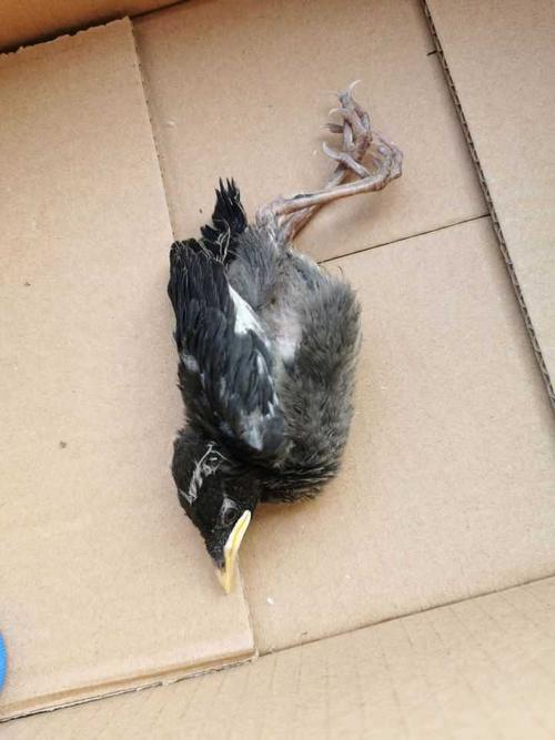 如何看待司机暴雨中救下雏鸟悉心照料,鸟儿恢复后每天