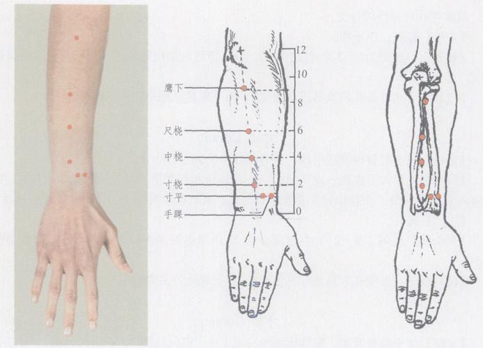 (图3—13)图3—13【解剖概要】穴下皮肤→皮下组织→小指伸肌与尺侧腕