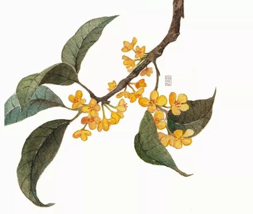 当我们机关院子里那株大桂花树满头都是金黄的桂花的时候,一年一季的