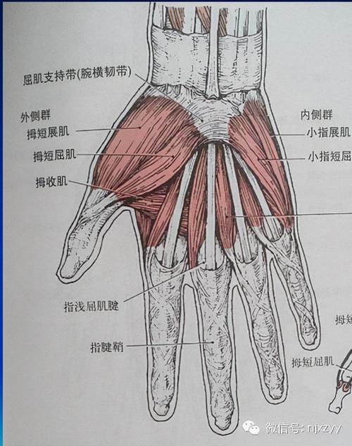 大半个手掌持续麻木,大鱼际肌萎缩,我这手是怎么啦?