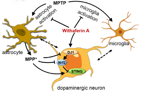 dj1-nrf2-sting信号通路介导withaferin a的抗帕金森作用