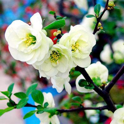 重瓣海棠花盆栽日本海棠树苗长寿冠海棠花苗盆景 白色