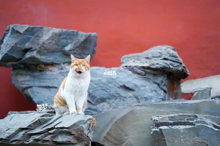 是谁来啦|故宫里的猫_故宫_故宫博物院攻略_橘猫_银杏