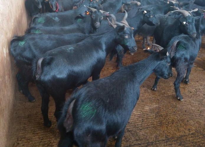 肉羊努比亚黑山羊种羊价格努比亚黑山羊肉羊多少钱一斤