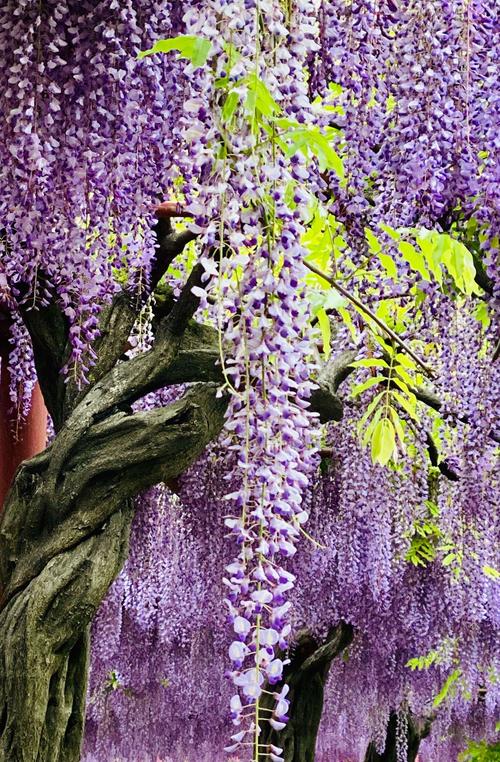 紫藤花开正当时,最美人间四月天