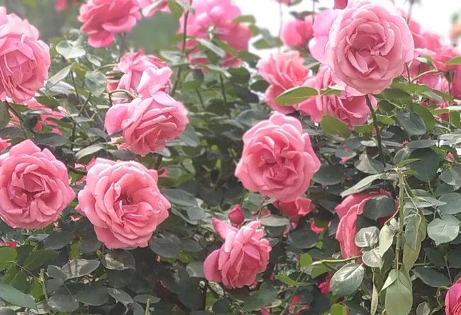 五月最艳郑州最新赏月季花地图来了抓住假期的尾巴快带上宝宝逛花海吧