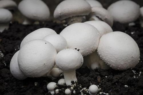 双孢蘑菇子实体中等大,菌盖宽5-12厘米,初半球形,后平展,白色,光滑,略