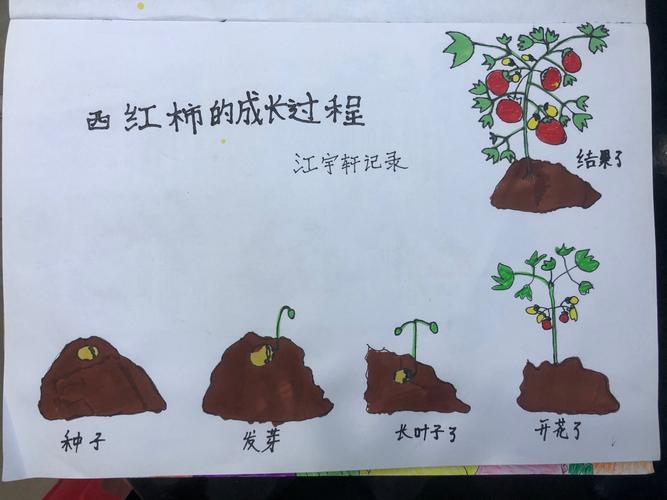 吴老师这个星期让我们认识蔬菜,记录蔬菜的生长过程!