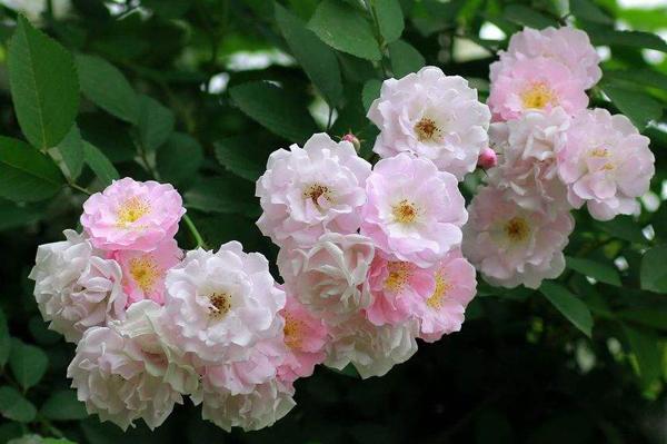 野蔷薇的花语是什么野蔷薇的寓意和象征