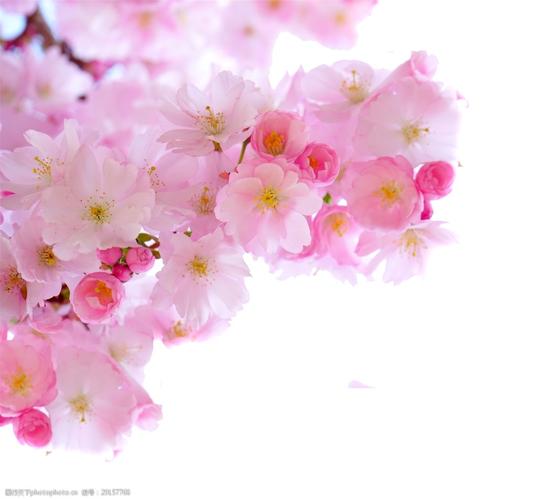 春季盛放中的娇艳桃花png透明素材