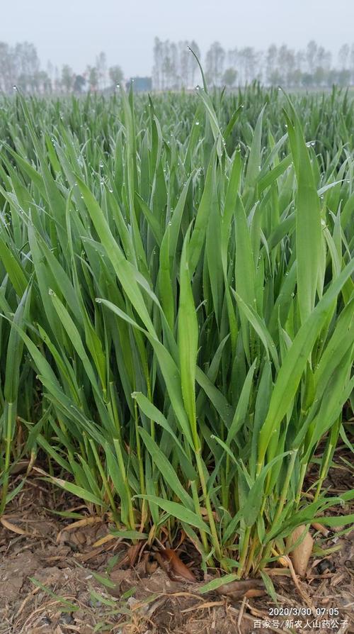 蒜苗和麦苗的区别