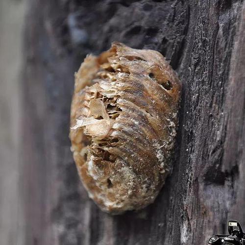 科普钟山愿为爱情牺牲的广腹螳螂