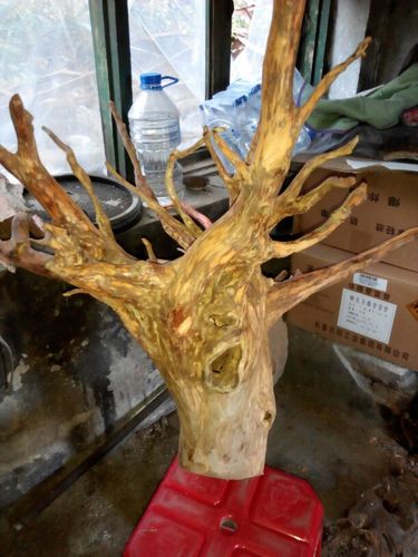 我有两棵红豆杉脱骨树根值得雕刻吗树龄很久随机付送照片