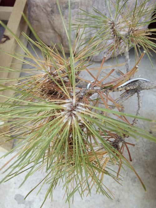 我的黑松啥病,怎么治疗,谢了.