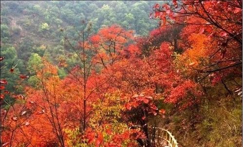 秋日的太极峡丛林尽染,万山红遍,红得热烈,这红叶世界的瑰丽令人痴