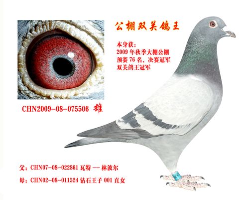 秋季公棚双关鸽王冠军506