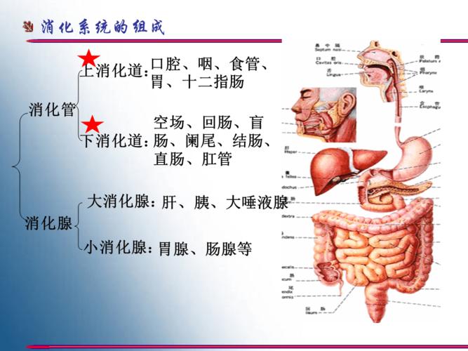 胃的形态结构【高等课资】