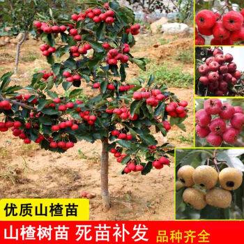 盆栽地栽庭院果树南方北方种植当年结果苗 6年苗【品种备注】当年结果