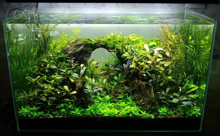 60cm水草缸造景欣赏合集一